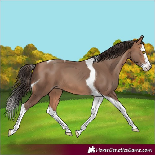 Horse Color:Amber Champagne Splash Tobiano