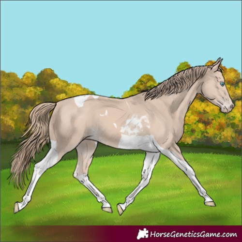 Horse Color:Smoky Creme Tobiano 