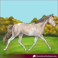 Horse Color:Smoky Creme Tobiano