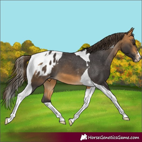 Horse Color:Buckskin Tobiano Appaloosa
