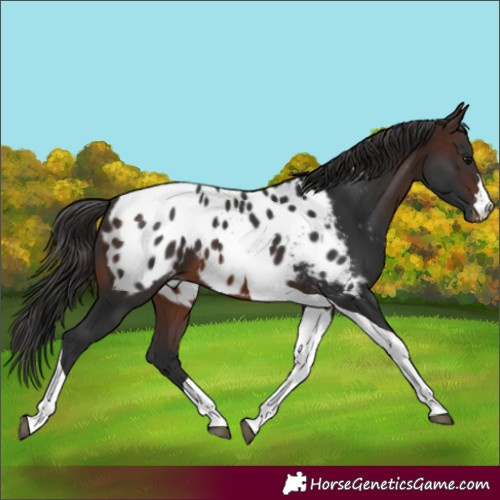 Horse Color:Brown Tobiano Blanket