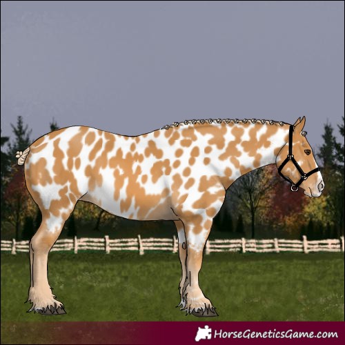 Horse Color:Unknown 