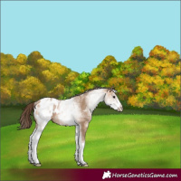 Horse Color:White Spotted Bay Dun Blanket