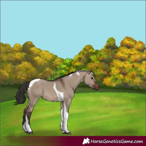 Horse Color:Brown Dun Tobiano