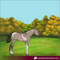 Horse Color:Brown Dun Tobiano 