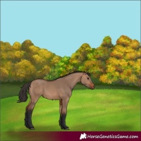 Horse Color:Bay Dun 