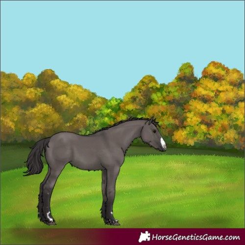 Horse Color:Smoky Grullo