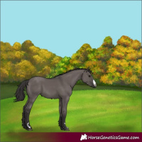 Horse Color:Smoky Grullo