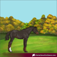 Horse Color:Liver Chestnut Tobiano 