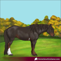 Horse Color:Liver Chestnut Tobiano 