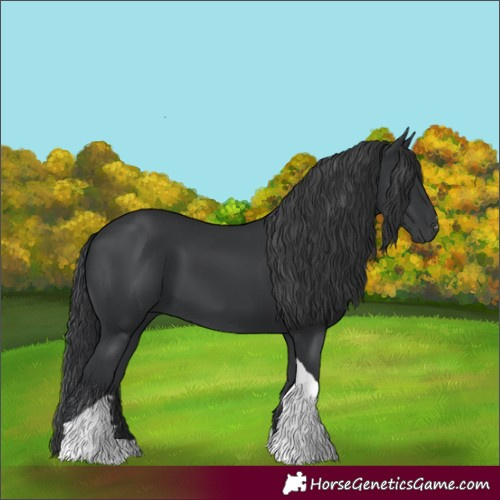 Horse Color:Black Tobiano 