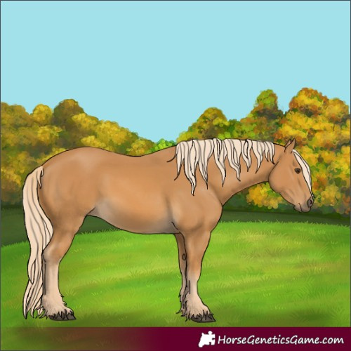 Horse Color:Palomino