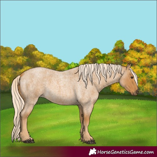 Horse Color:Palomino Roan
