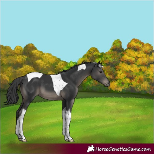 Horse Color:Black Sabino Tobiano