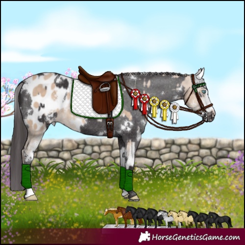 Horse Color:Perlino Sabino Blanket  and White Spotted Smoky Black Blanket 