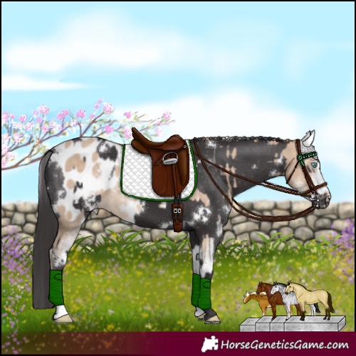 Horse Color:Perlino Sabino Appaloosa  and White Spotted Smoky Black Appaloosa 