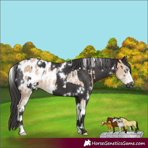 Horse Color:Silver Perlino Sabino Appaloosa  and White Spotted Smoky Black Appaloosa 