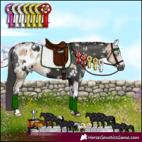 Horse Color:Perlino Sabino Blanket  and White Spotted Smoky Black Blanket 