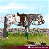 Horse Color:Perlino Sabino Appaloosa  and White Spotted Smoky Black Appaloosa 