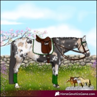 Horse Color:Perlino Sabino Appaloosa  and White Spotted Smoky Black Appaloosa 