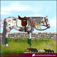 Horse Color:Perlino Sabino Appaloosa and White Spotted Smoky Black Appaloosa