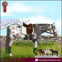 Horse Color:Perlino Sabino Appaloosa  and White Spotted Smoky Black Appaloosa 