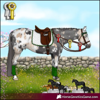 Horse Color:Perlino Sabino Appaloosa and White Spotted Smoky Black Appaloosa