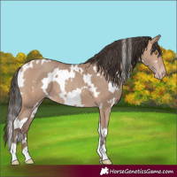 Horse Color:White Spotted Amber Champagne 