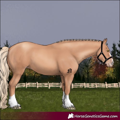 Horse Color:Gold Champagne 
