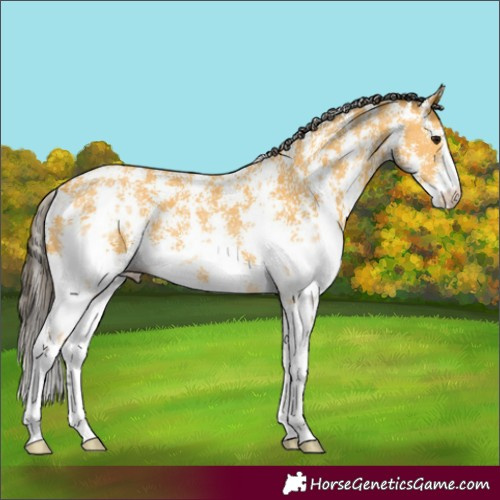 Horse Color:Buckskin Sabino 