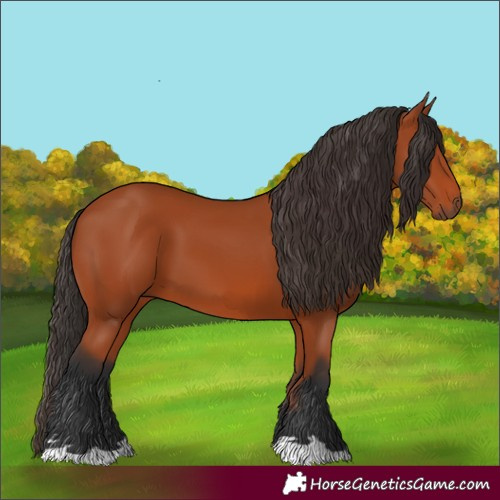 Horse Color:Bay 