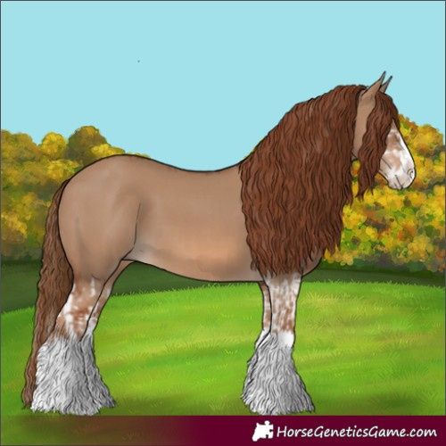 Horse Color:Red Dun Splash  and Red Dun Splash 