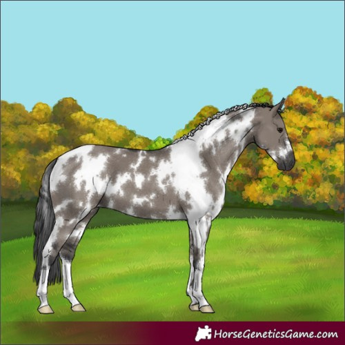 Horse Color:White Spotted Grullo 