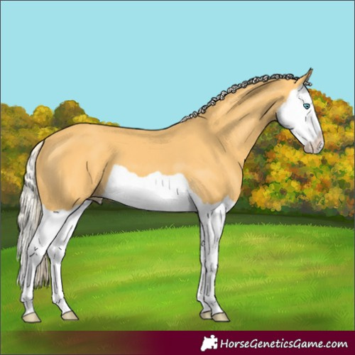 Horse Color:Palomino Splash 