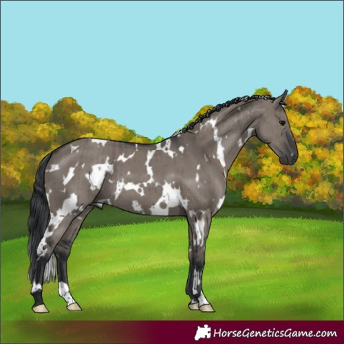Horse Color:White Spotted Grullo Brindle 