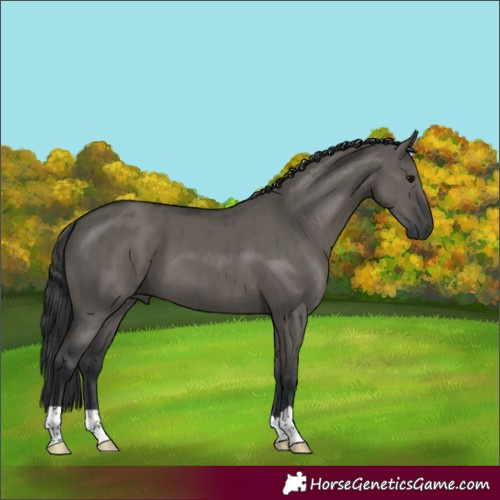 Horse Color:Grullo Brindle 