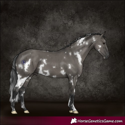 Horse Color:White Spotted Grullo Brindle 