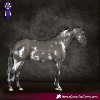 Horse Color:White Spotted Grullo Brindle 