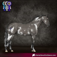 Horse Color:White Spotted Grullo Brindle
