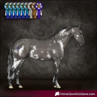 Horse Color:White Spotted Grullo Brindle