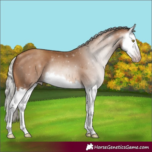Horse Color:Gray Silver Amber Champagne Splash 