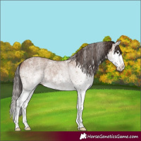 Horse Color:White Spotted Classic Champagne Splash
