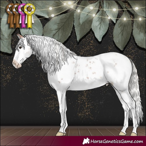 Horse Color:White Spotted Silver Bay Sabino Appaloosa 