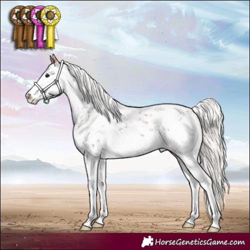 Horse Color:White Spotted Silver Bay Sabino Appaloosa