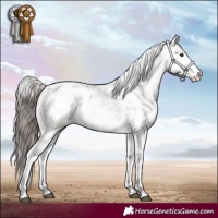 Horse Color:White Spotted Brown Dun Sabino Appaloosa