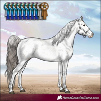 Horse Color:White Spotted Brown Dun Sabino Appaloosa