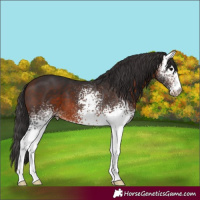 Horse Color:White Spotted Bay 