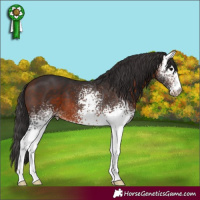 Horse Color:White Spotted Bay 