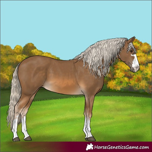 Horse Color:Chocolate Palomino 