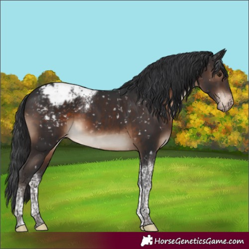 Horse Color:Brown Tobiano Appaloosa 
